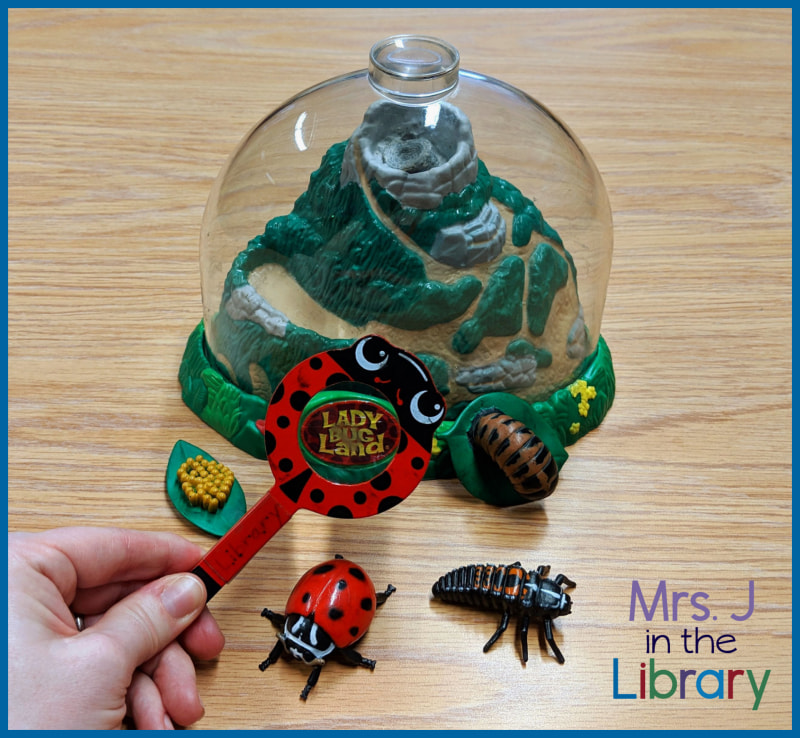 A light-skinned female hand is holding a red and black spotted magnifying glass over the label of a Ladybug Land terrarium with a light wood background. Scattered in front of the terrarium are the ladybug life cycle plastic models of eggs on a leaf, larvae, pupa, and adult ladybug life stages.